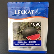 🔥🔥BIG SALES🔥🔥 [20G] F1 Hybrid Leckat 1096 Seedless Watermelon/Super star/ Tembikai Merah Tanpa Biji