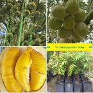2 X ANAK POKOK DURIAN GRAFTED  MUSANG KING (WEST MALAYSIA ONLY) Buah Buahan Fruits Live Plant