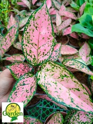Aglaonema Pink Lady Valentine with FREE plastic pot and garden soil (plant for indoor and limited st