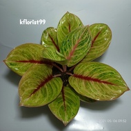 Aglaonema Mekarsari