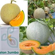 2 BUTIR BENIH MELON KUNING JUMBO F1 KEMASAN REPACK BUAH BESAR TAHAN HAMA