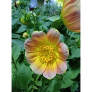 🔥🔥Dahlia Kampung Mix No.09🔥🔥