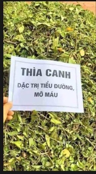 60k/1 kg cây thìa canh rừng cao cấp