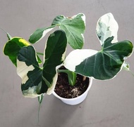 Alocasia Mickey Mouse 3 Leaves (Live Rare Plant - Limited Stocks Only) with FREE garden soil, plastic pot and marble chip pebbles