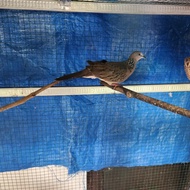 Burung Tekukur Sepasang Rawatan