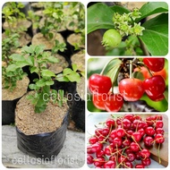 Tanaman Buah Ceri Jepang / Japanese Cherry (Berbuah)