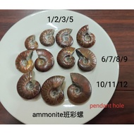 loket ammonite pendant 班彩螺吊坠