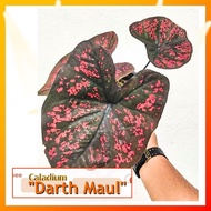 Caladium USA Hybrid Rimbun : Darth Maul [Caladium Plants-Pokok Keladi /Indoor Plant/Real Live Plant]