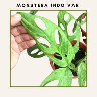 Monstera Indo Var Monstera Adansonii Indonesia Variegated Mint 🌿Pepokok Greenturae🌿
