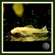 皇家水族 24K鬍子 食藻 異形 底棲魚 觀賞魚 活餌