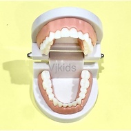 REPLIKA Tooth model dental study tool montessori dental teaching tool dental replica
