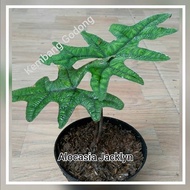 HOT Alocasia Jacklyn / Sulawesi Sp. / Alocasia Nycteris Terbaru
