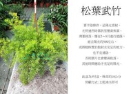 心栽花坊-松葉武竹/蓬萊松/5吋盆/綠化植物/綠籬植物/竹子/售價120特價100