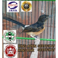 Termurah MURAI BATU BAHOROK RING APBN RING BNR SERTIFIKAT RESMI BODY