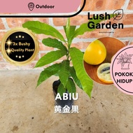 Anak Pokok Abiu / Pouteria Caimito 黄金果 Anak Pokok Hidup Buah Fruit Tree Outdoor Live Plant [Lush Gar