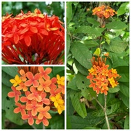 pokok Bunga ixora oren