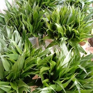 Lucky bamboo | Lucky bamboo Sri rejeki/| Per tree