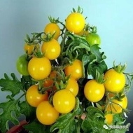 32.Dwarf Tomato Yellow/盆栽番茄 Seeds 20pcs Free Postal Mail in SG