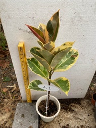 ต้นยางอินเดีย เลือกเบอร์ได้ 💥 ตรงปก ยางอินเดียใบดำ ด่างขาว ด่างชมพู ด่างมิ้นท์ Rubber Plant #Ficus elastica #india rubber fig