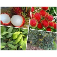 Anak Pokok Rambutan Sekolah Hybrid