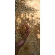 TOP SOIL (TANAH BUKIT)