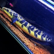 Channa Maru Yellow Sentarum 30cm Barbar