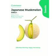 【Plantspace】Japan Melon Seeds Premium 白色恋人- Sweet, Non-GMO, Yellow Green Flesh (100 Seeds)