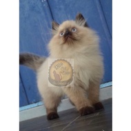 Kucing Persia Anggora Munchkin Himalaya Ragdol Super Berkualitas