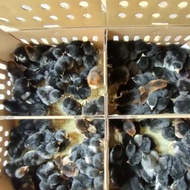 Anak Ayam Kampung KUB 1 Box Isi 102 Ekor - Doc Ayam KUB