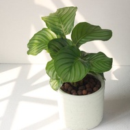 植栽 盆栽 l 青蘋果竹芋 (大盆)  圓柱帶孔透氣水泥盆 室內植物