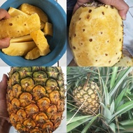 Bibit Nanas Madu Subang Unggul