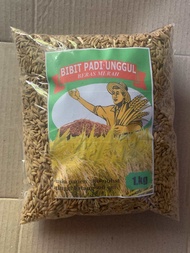 Bibit padi beras merah unggul 5kg padi sawah