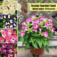 รับประกันสายพันธุ์แท้ 100 % 350 เมล็ด/ซอง Assorted Colours Torenia Fournieri Flower Seeds บอนสีหายาก เมล็ดบอนสี บอลสีชนิดต่างๆ Bonsai Gardening Plants Seed บอนสีราคาถูกๆ บอลสี เมล็ดบอนสีสวยๆ เมล็ดบอนสีสวยๆ เมล็ดพันธุ์ ไม้ประดับมงคล ต้นไม้มงคล บอนสี ต้นไม้