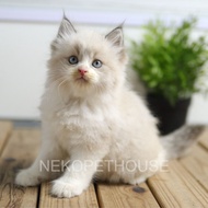 Adopsi Kucing Kitten Persia Medium Flatnose Peaknose Himalaya Ragdoll