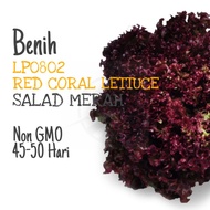 BENIH Salad Merah | Red Coral Lettuce Seeds 红珊瑚生菜籽 种子