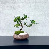 小品盆栽-晶鑽羅漢松 送禮 開幕