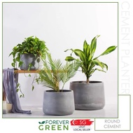 [Grey] Cement Pot Planter Pot Fiberglass Pot Flowerpot Tree Pot Garden Pot Plant Pot Outdoor Pot