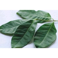Fresh Bay Leaves 100gram