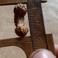 Rudraksha 30 Mukhi size 21mm