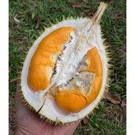 Anak Pokok Durian Bunga Merah Jerong