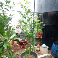 murraya panniculata/ mock lime/ orange jasmine  0.600m  h permanent pot