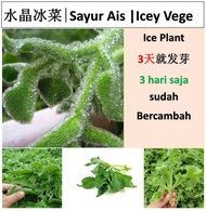 Ice plant Seeds (Approx 200 seeds) 水晶冰菜种子+-200粒