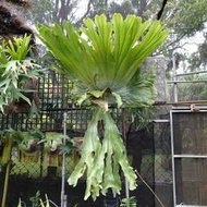 新幾內亞Platycerium wandae Racib(超大)女王鹿角蕨(長150CM/寬100cm~附木)超值特價品