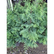 sawara cypress tree big size