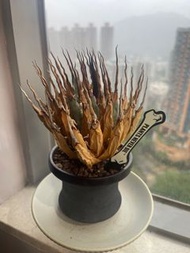 曲刺 妖炎 龍舌蘭 山烏龜 塊根植物 象牙宮 象足漆樹