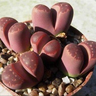 10 เมล็ด เมล็ดพันธุ์ ไลทอป กระบองเพชร ไม้อวบน้ำ กุหลาบหิน แคคตัส Living Stones Lithops Castus สายพันธุ์ olivaceae v nebrownii ‘Red Olive’