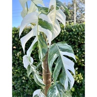 MONSTERA VARIGATA ORNAMENTAL PLANT/Monstera Epipremnum Variegata