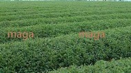 maga茶業 台灣正港高山茶  高山烏龍茶350元一斤