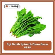 Spinach Daun Besar Benih Sayur Pelbagai Pokok Benih Jagung Daun Sup Sawi Seeds Plant Vegetables 大叶菠菜种籽