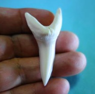 (馬加鯊牙)5.3公分#281.33 馬加鯊魚牙!超(大)長尺寸稀有未缺損.可當標本珍藏! 